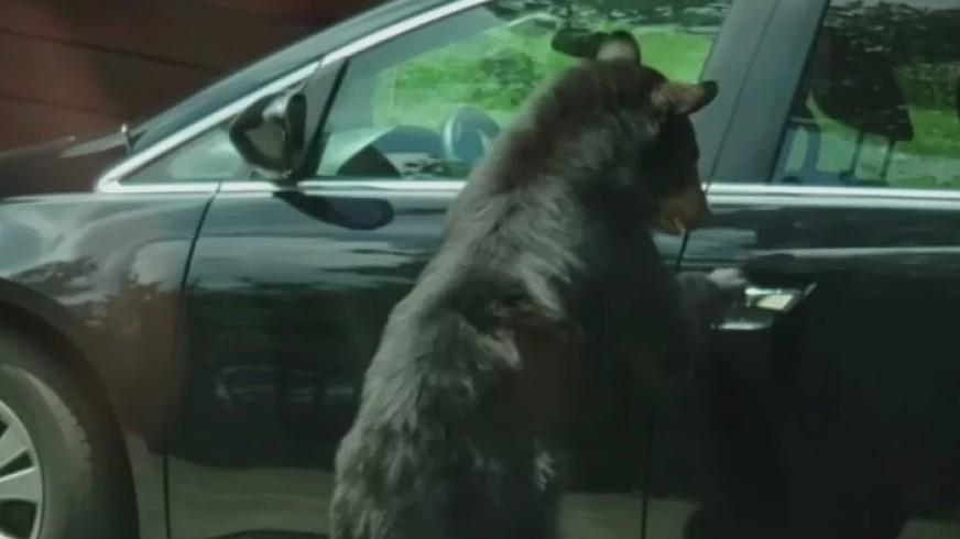Snimila medvjeda kako nonšalantno ulazi u automobil