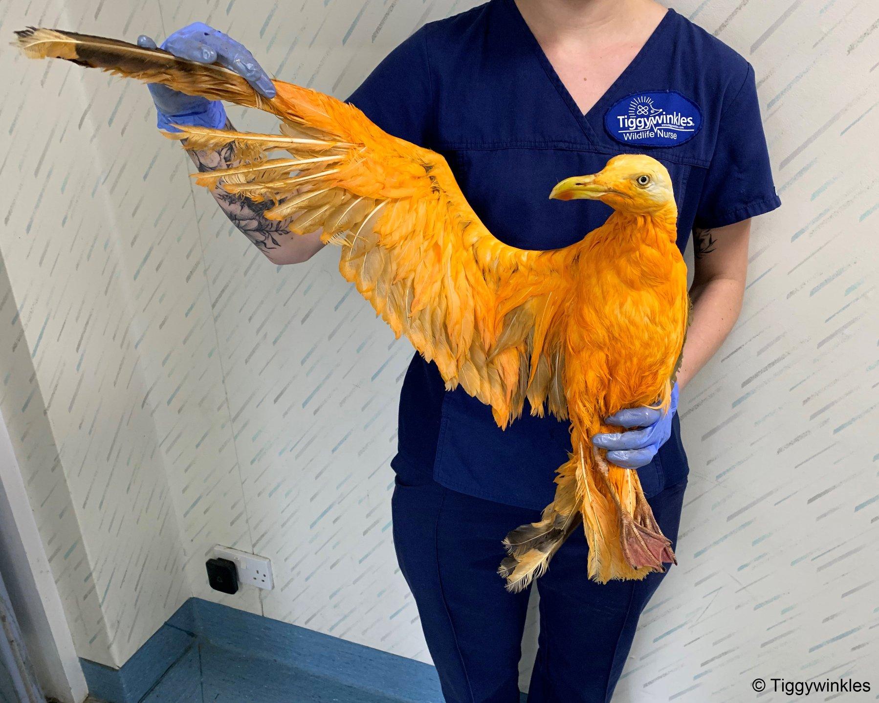 Spasili "egzotičnu" pticu: Iznenadili se kad su shvatili o čemu se zapravo radi