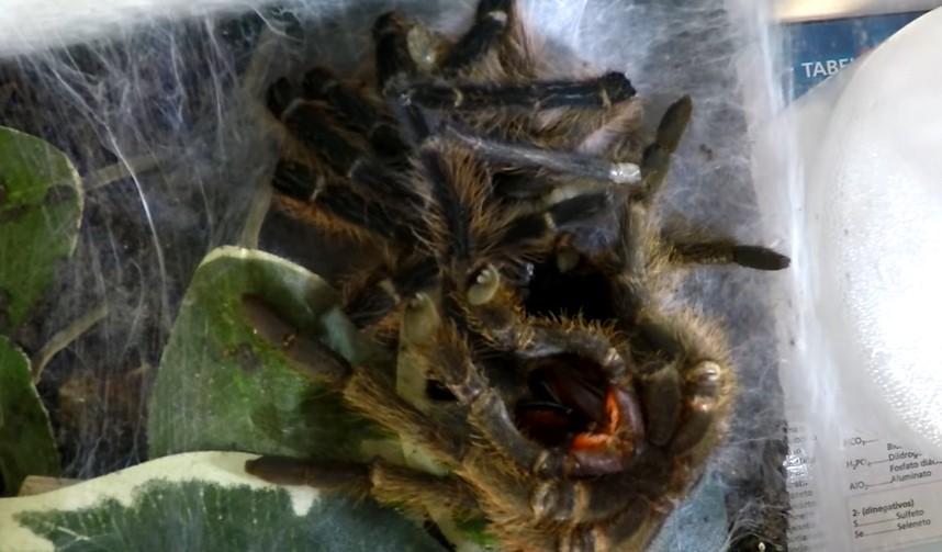 Nevjerovatan prizor: Jeste li ikad vidjeli kako tarantula mijenja "kožu"