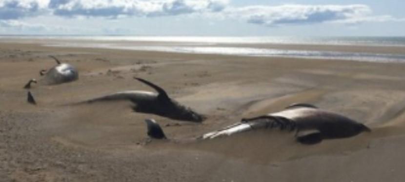 Pronađene desetine mrtvih kitova na plaži u Islandu
