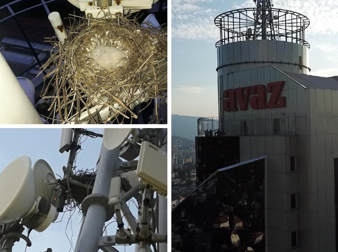 Pogledajte fascinantan video: Soko svio gnijezdo na vrhu „Avaz Twist Towera“