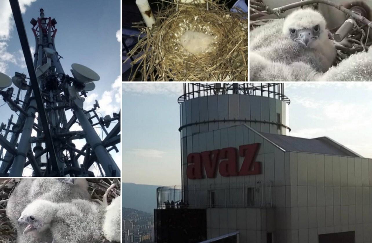 Pogledajte šta se dešava u sokolovom gnijezdu na vrhu "Avaz Twist Towera"