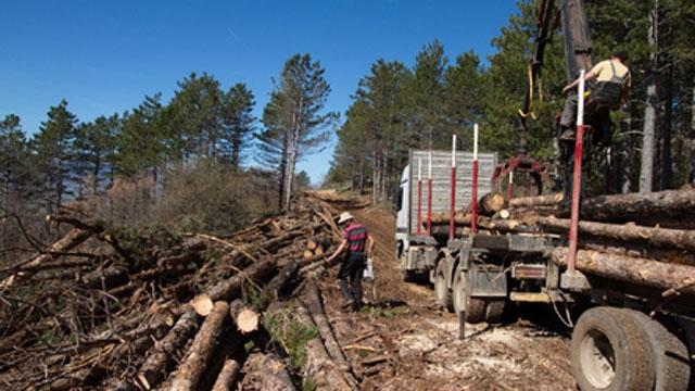 Nesreća u šumi na Palama: Na starca se obrušilo drvo koje je posjekao