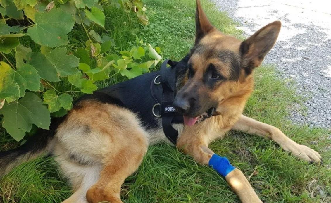 Uginuo vatrogasni pas Reks: Imao je moždani udar u noći sa petka na subotu