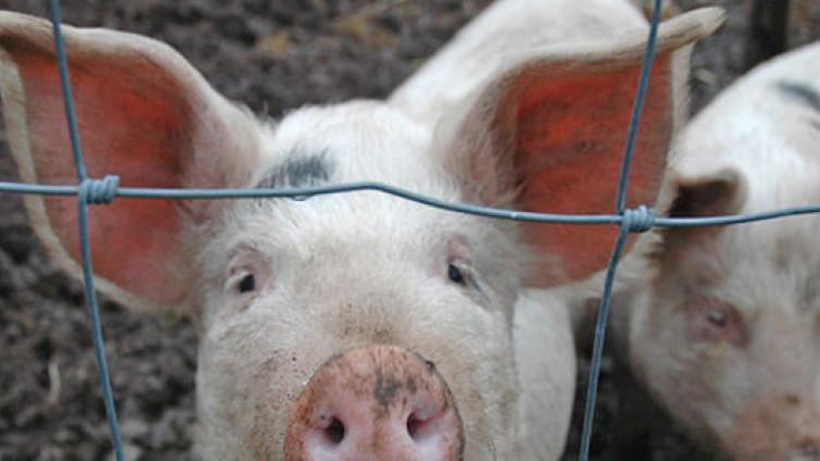 Bosna i Hercegovina zabranila uvoz svinja i svinjskog mesa iz Srbije