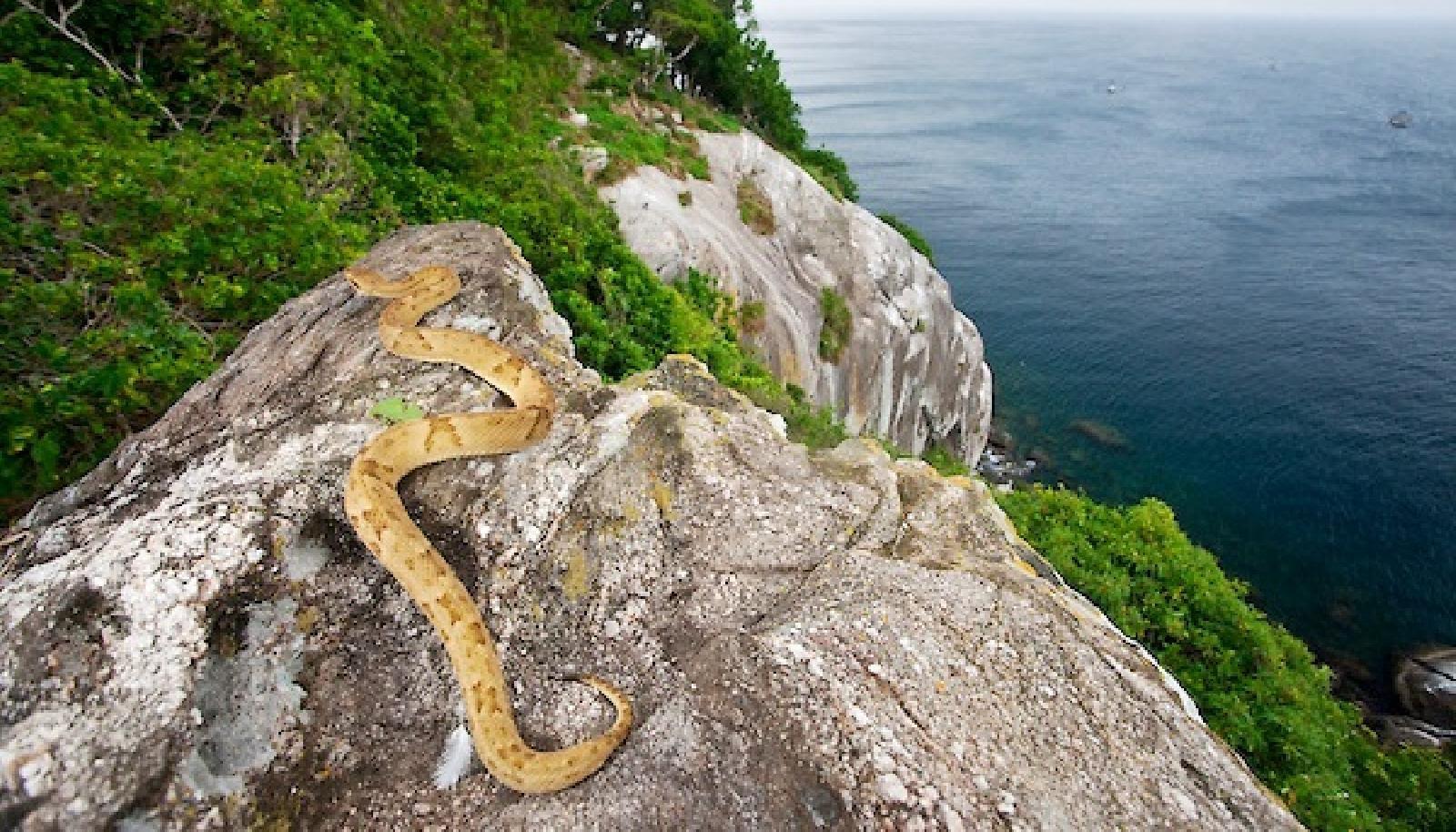 Na Otok zmija niko ne smije doći: Kad kročite na njega, imate sat života