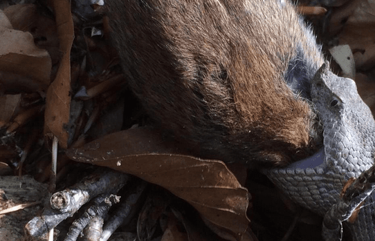 Šumar Nediljko sve snimio: Poskok za obrok progutao štakora