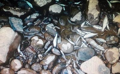 Nakon naglog ispuštanja vode iz akumulacionog jezera: Veliki pomor ribe u Drinjači