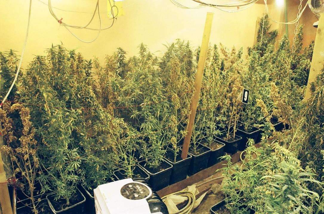 Policija otkrila uzgajalište marihuane vrijedno 250.000 KM: Pala dvojica dilera!