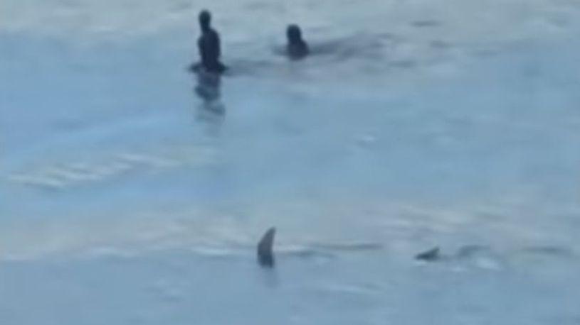 Jeziv snimak: Ogromna ajkula jurila plivače u plićaku