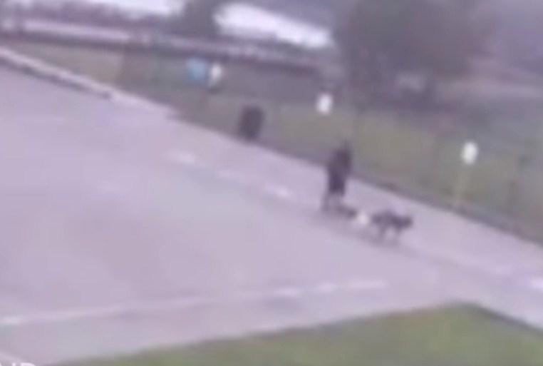 Muškarac šetao pse kada ga je grom pogodio, kamera sve snimila