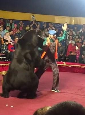 Medvjed napao svog trenera - Avaz