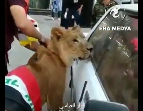 Muškarac na proteste u Iraku došao s lavom