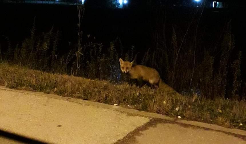 Otkud lisica u centru Zenice: Gdje je mudrica krenula