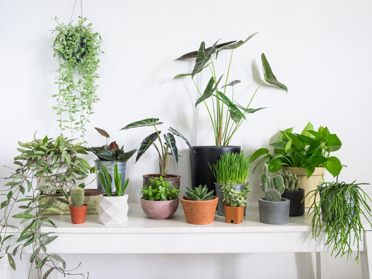 Sobne biljke ne pročišćavaju zrak brzo i kvalitetno