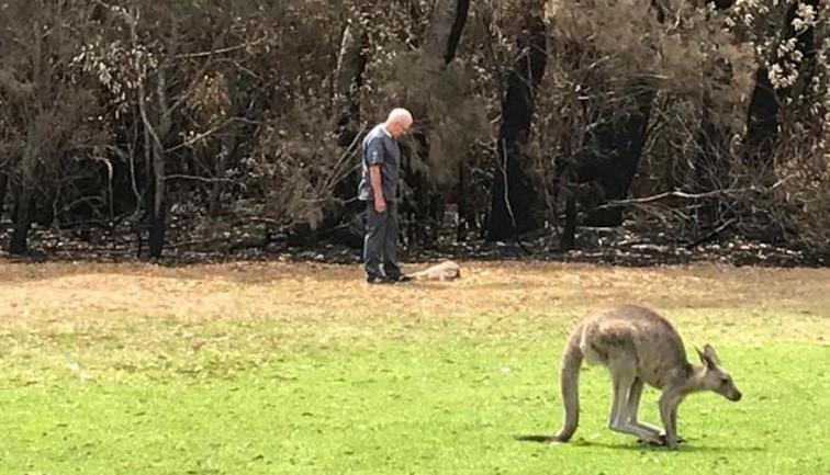 Potresne scene u Australiji: Počelo ubijanje smrtno povrijeđenih klokana