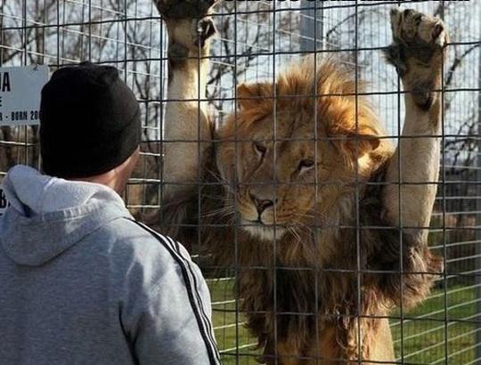 Policajci u šoku: U kavezu pokušao da prošvercuje lava iz Albanije