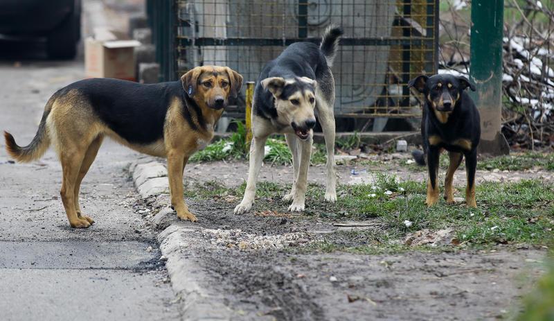 U slučaju ugriza bijesnog psa, građani nezaštićeni - Avaz