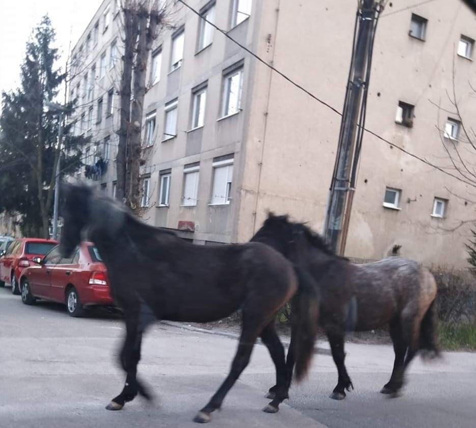 Konji u Švrakinom - Avaz