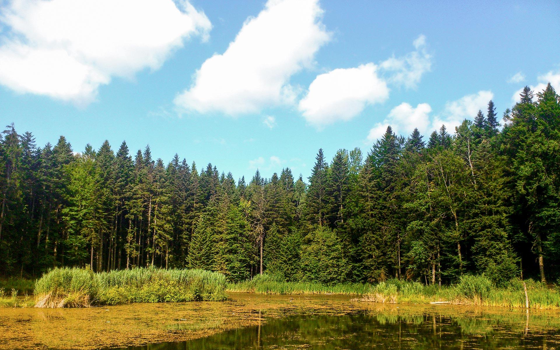 Šume su najvažniji prirodni resurs BiH - Avaz