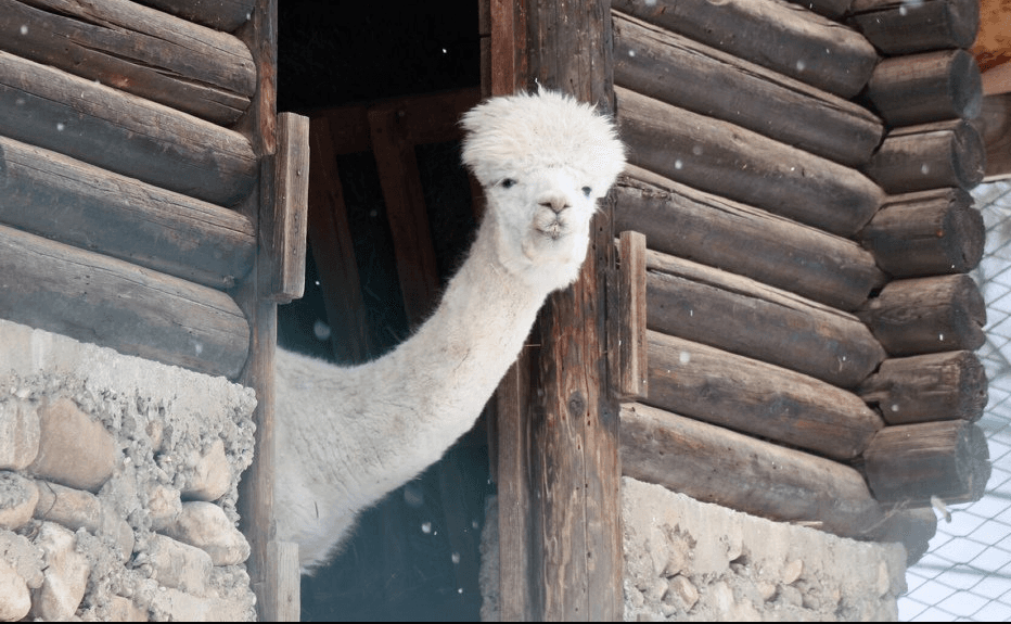 Narednih dana ukusne poslastice pripremat će se za lame, berberske ovce - Avaz