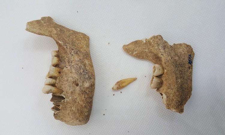 Skeletni ostaci koji su pronađeni - Avaz