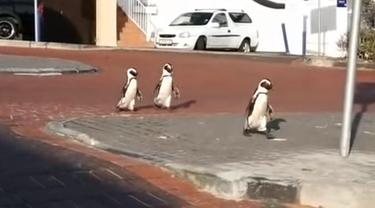 Pingvini u šetnji gradom - Avaz