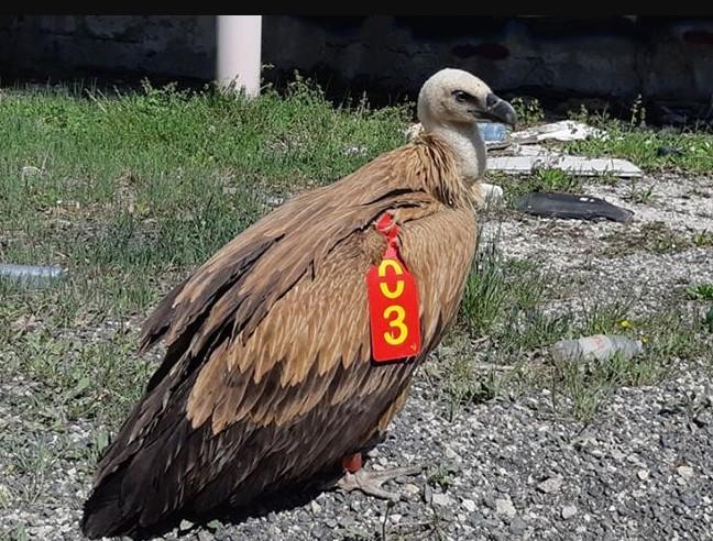 Ptica pronađena u blizini Olova - Avaz