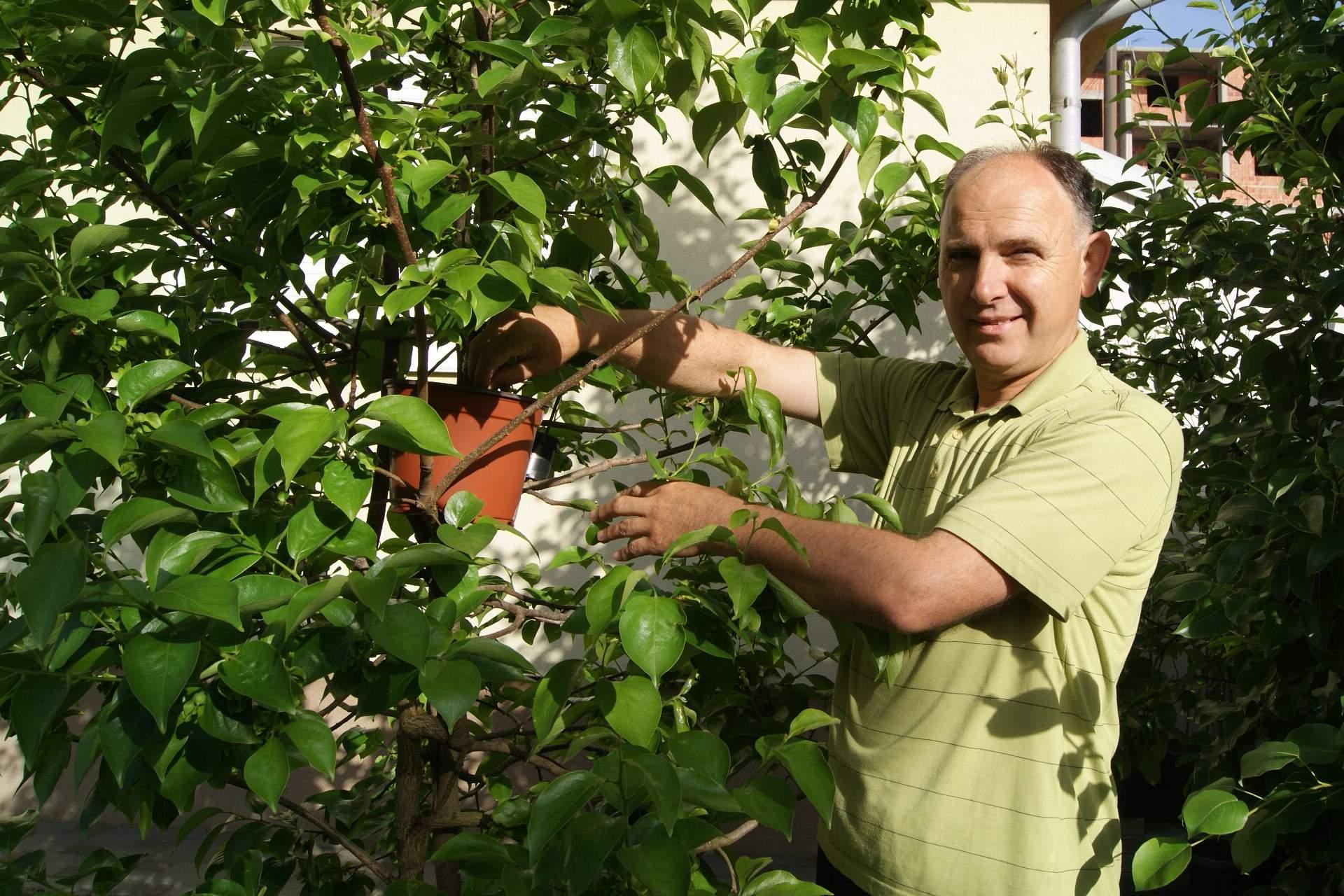Stabla autohtonih voćki od izumiranja spašava - kloniranjem