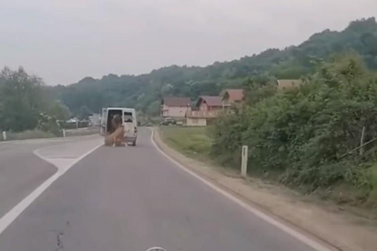 Krava ispala iz kombija, vozač nastavio dalje