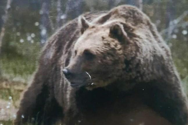Više leševa medvjeda pronađeno na području Kotor-Varoši