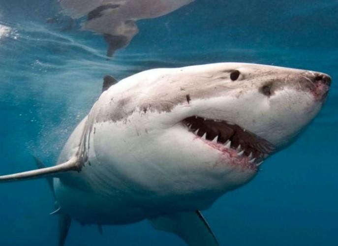 Australija bilježi najveći broj napada morskih pasa u svijetu - Avaz