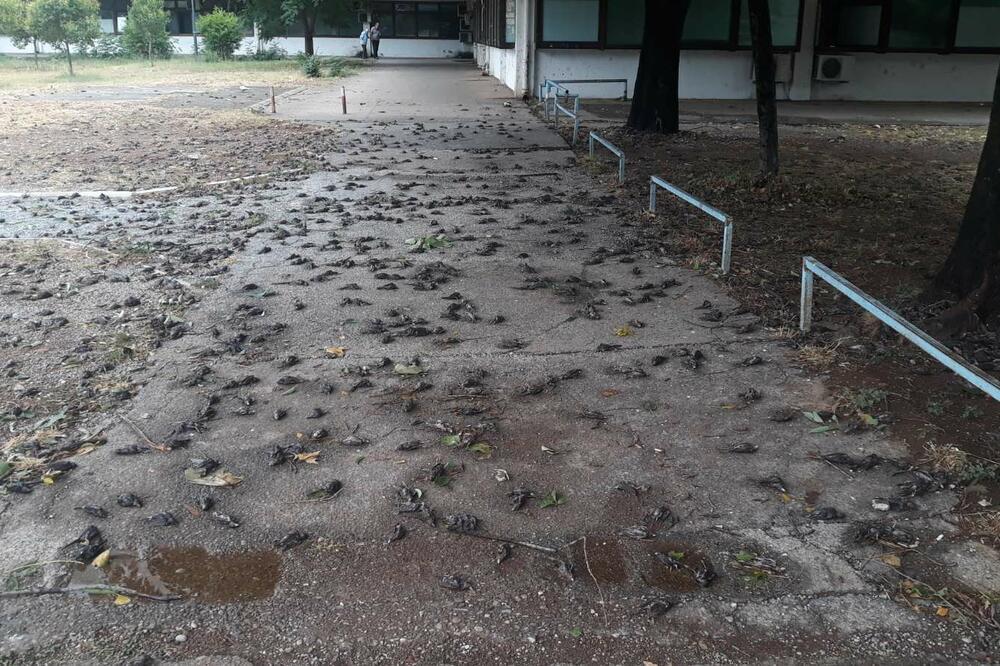 Jezive scene iz Podgorice: Od posljedica nevremena uginulo na stotine vrabaca
