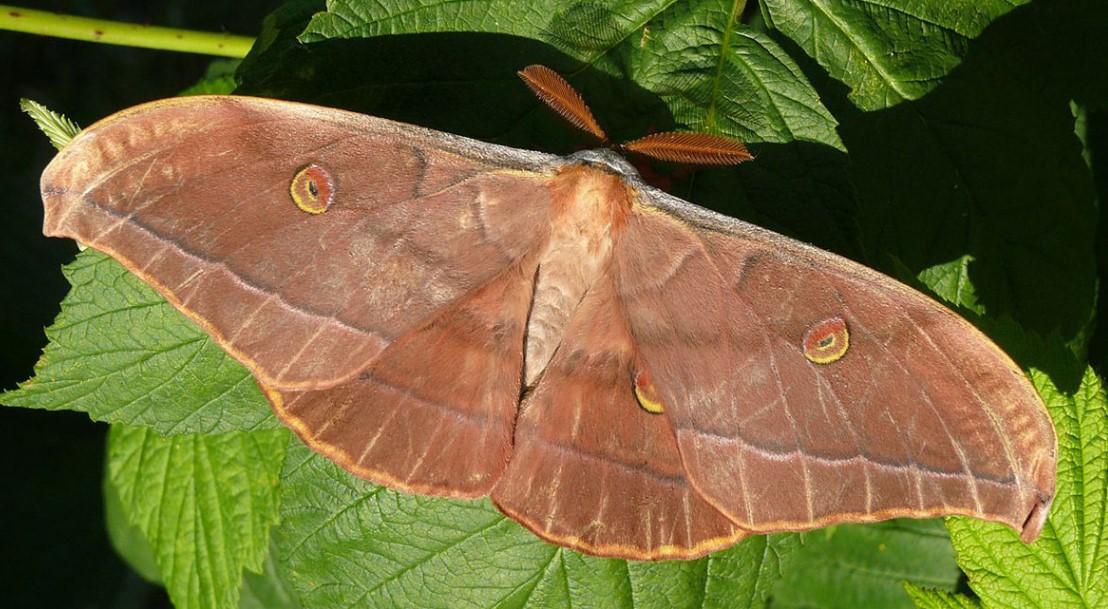 Pogledajte snimak džinovskog leptira iz Kobiljače: Raspon krila 15 centimetara