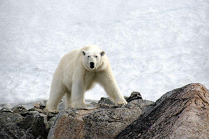 Polarni medvjed ubio čovjeka u kampu za logorovanje