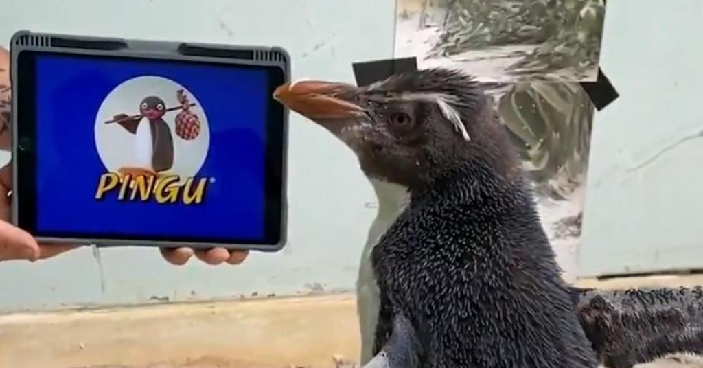 Pingvin Pierre - Avaz