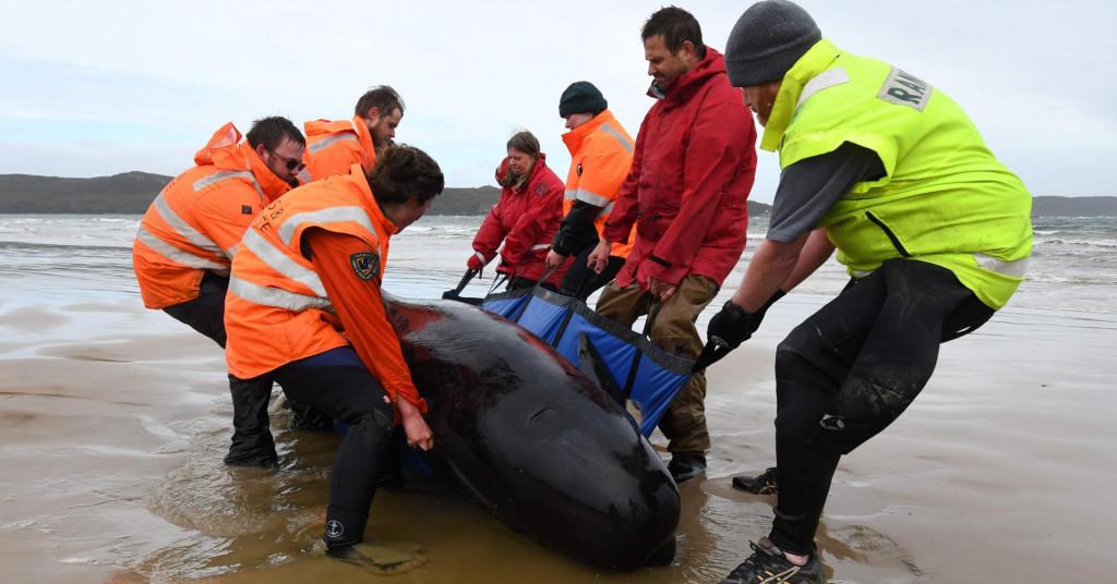 Nasukano stotine kitova, stručnjaci spašavaju životinje