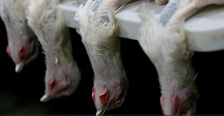 U Švedskoj uništeno 3.200 ćurki zbog ptičije gripe