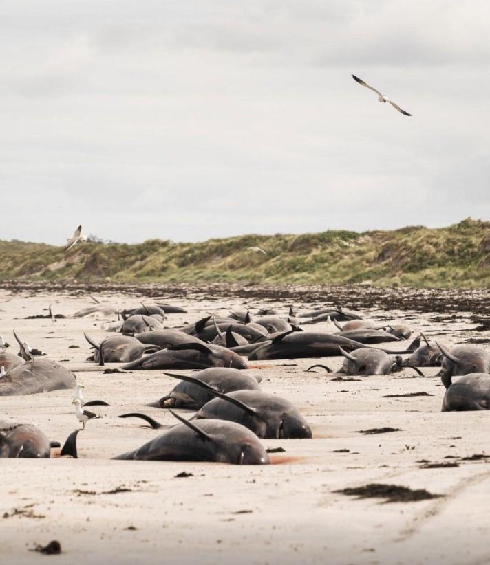 Whales are seen stranded on the beach in Chatham Islands, New Zealand - Avaz