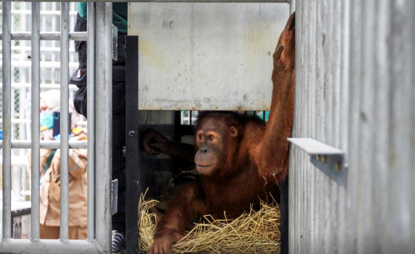 An orangutan, which was seized from the Thailand-Malaysia border 3 years ago, looks from a cage at Sultan Thaha Saifuddin Airport in Jambi before being released into the forest, in Indonesia December 18, 2020. - Avaz