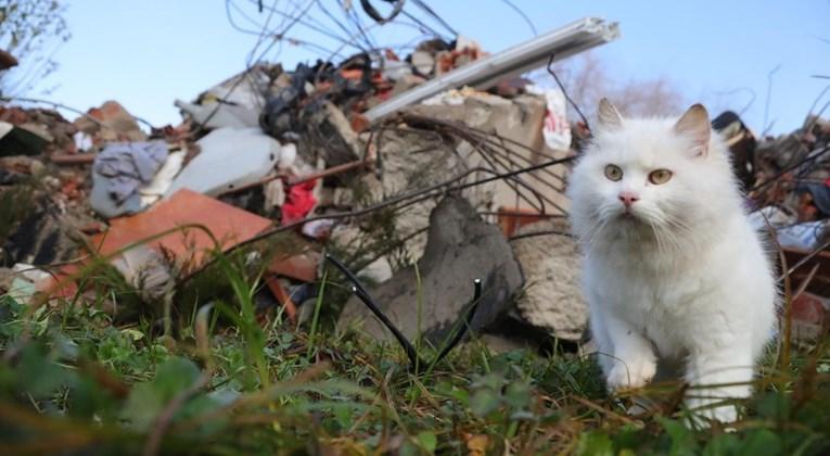 Mačka zbunjeno tražila vlasnike na mjestu gdje su živote izgubili otac i sin