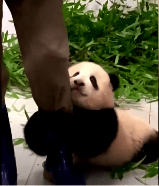 Preslatka šestomjesečna panda uhvatila timaritelja za nogu i ne želi ga pustiti - Avaz