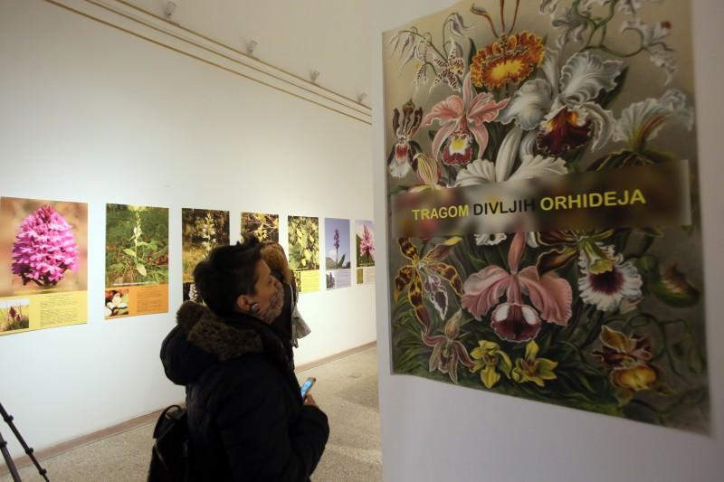 The opening of the exhibition "In the Footsteps of Wild Orchids" at the Department of Natural Sciences by Ermana Lagumdžija was also organized - Avaz