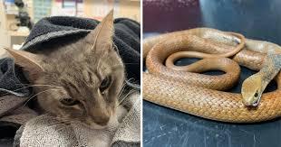 Mačak heroj spasio odvoje djece od smrtonosne zmije - Avaz