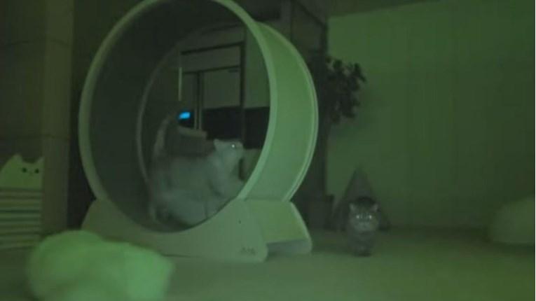 Nadzorna kamera otkrila što mačke rade tokom noći