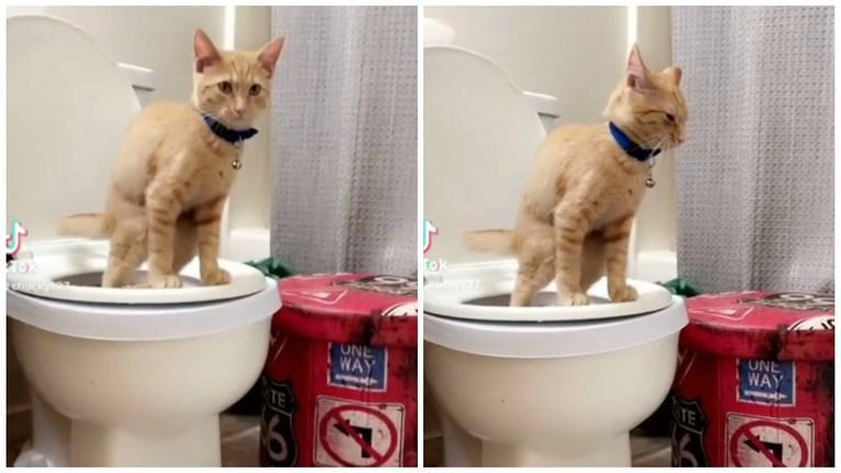 Vlasnica naučila mačka d akoristi WC šolju - Avaz