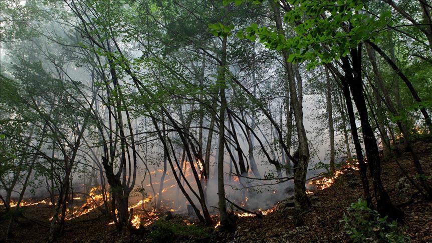 U 95 odsto slučajeva uzročnik nastanka šumskih požara je čovjek - Avaz