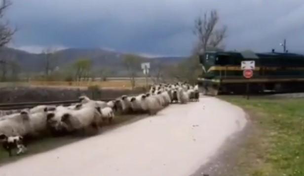 Samo u BiH: Voz naletio na stado ovaca