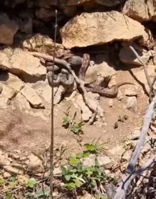 Šokantan prizor iz Trnova: U avliji pronašao leglo najotrovnijih zmija u ovom dijelu Evrope