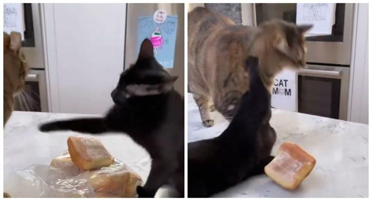 Urnebesni snimak mačke kako brani svoje pecivo je hit